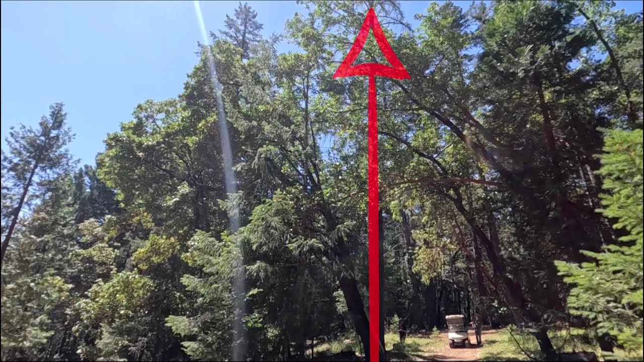 Will This Tree Get Hung Up? - YouTube