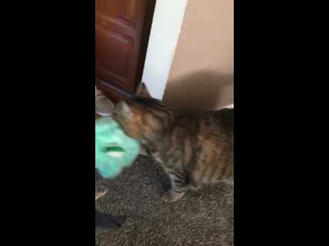 cat carrying stuffed animal