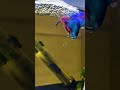 Betta breeding