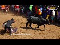 2023 புகையிலைப்பட்டி ஜல்லிக்கட்டு part 9 | PUGAIYILAIPPATTY JALLIKATTU | Thangam Jallikkattu tv