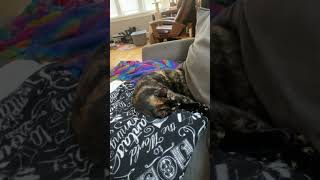 Every reader should have… #booktok #cats #catsandbooks