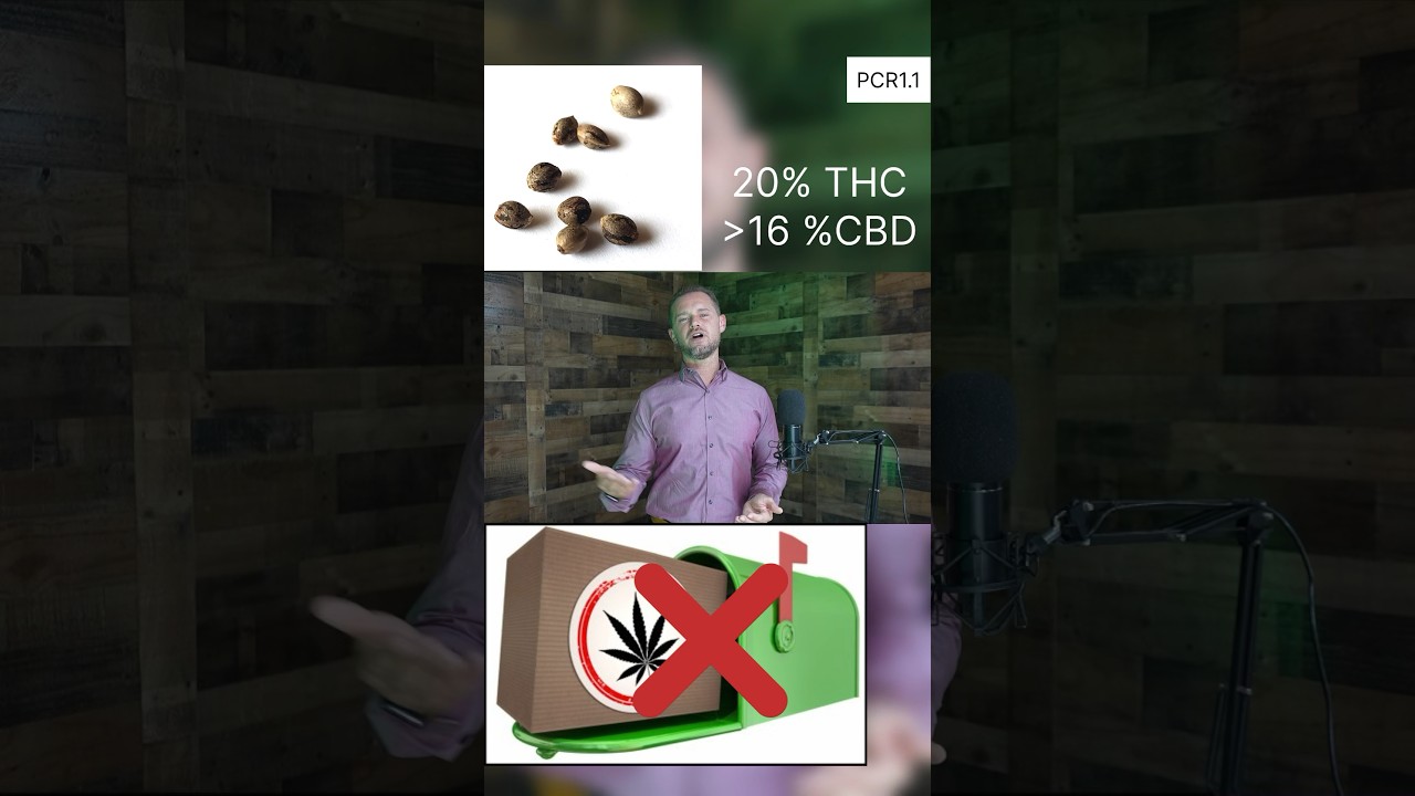 PCR1.1 (2/5) Project Cannabis Relief. Nonprofit cannabis crops. 