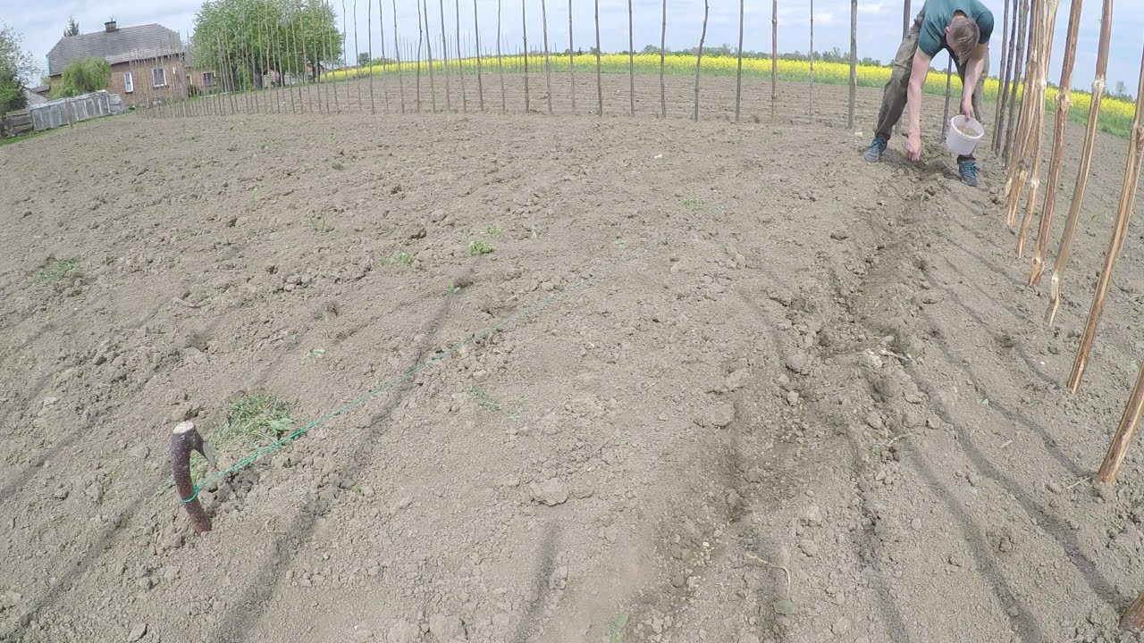 Ręczny siew buraka pastewnego dla Królików