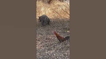 Komodo hunting Rooster | full videos on comments #komodo #trending #shorts #animal
