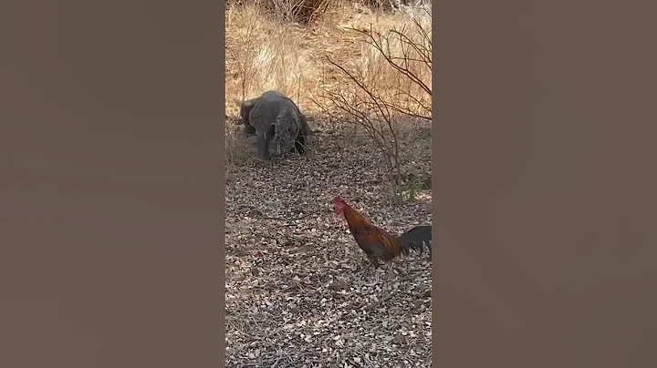 Komodo hunting Rooster | full videos on comments #komodo #trending #shorts #animal