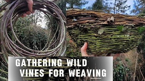 Gathering Wild Vines for Weaving | Ivy, Bramble, Periwinkle & Hops in the Hedgerows 🌿