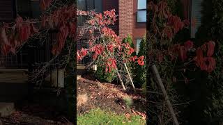 When tree staking fails! #landscaper #gardening #trees #treecare #treemaintenance