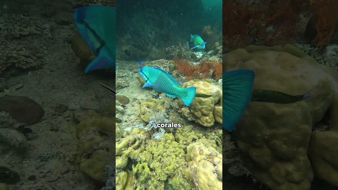 Que animal os gusta mas? 