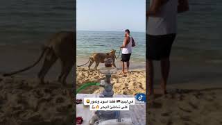 في ليبيا 🇱🇾فقط اسود ومنور على شاطئ البحر