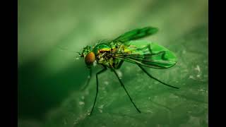 Squishing A Little Bug X3 Sound Effect