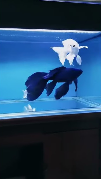 Platinum Butterfly Koi Carp Collection 534 - Black And White Koi Fish