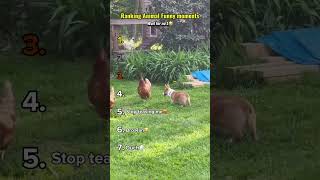 Ranking animal funny moments😂 #shorts #shortvideo #funny #animals
