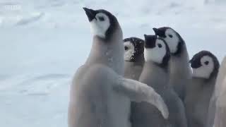Penguin chicks rescued by unlikely hero Spy in the Snow BBC yapfiles ru