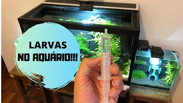 Como eliminar vermes na água do aquário?