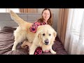 What does a Golden Retriever do to My Wife in our Bed [TRY NOT TO LAUGH]