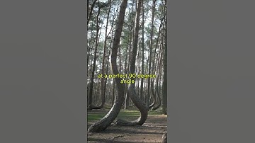 The Mysterious Crooked Forest 🌲