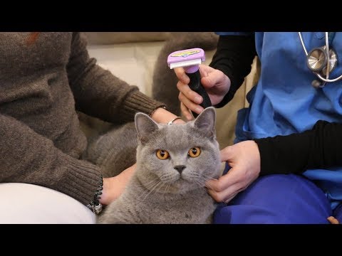 Video: Come Spazzolare Il Tuo Gatto Se Resiste Con Forza