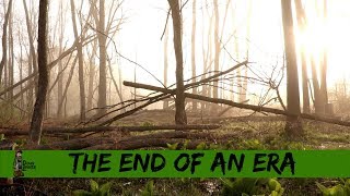 The Emerald Ash Borer Vs The North American Ash Tree