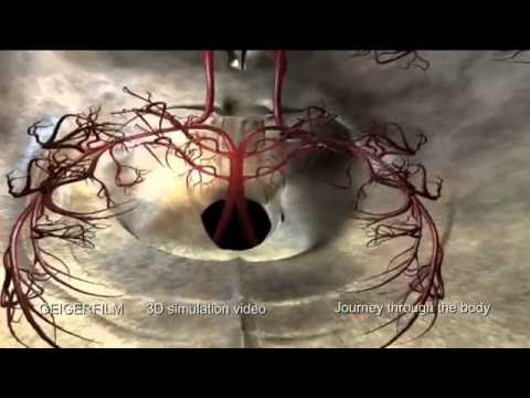 human resources jobs Journey trough the human body Simulator