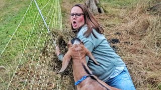 Can This Kill Your Goat?
