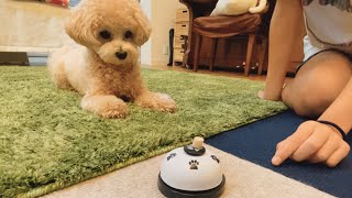 〔マルプー〕犬ベルを覚えた日｜ペットベル｜犬グッズ｜コミュニケーション