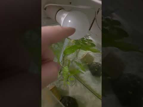 Vídeo: LED iluminação do aquário. Lâmpadas LED e fitas para o aquário. Cálculo de iluminação LED para um aquário