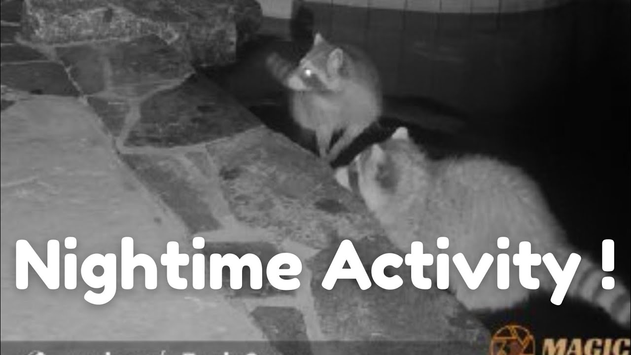 Фотоловушка Magic Eagle Trail Cam с возможностью подключения к солнечной энергии и аккумулятору.