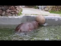 SF Zoo hippo at play