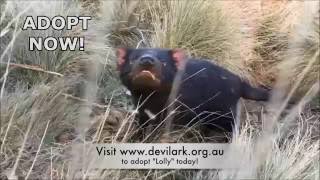 Devil Ark - Adopt Lolly