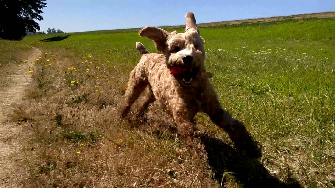 running with a cockapoo