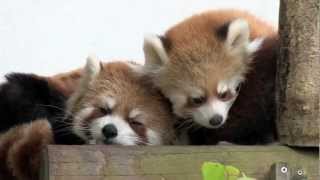 レッサーパンダ親子でお昼寝~Red Pandas are taking a nap