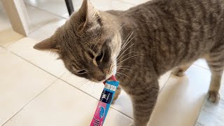 Funny cat Floki licks the yummy snack from my hands | Pets ASMR Video by Pets Humor TV 125 views 1 month ago 1 minute, 19 seconds