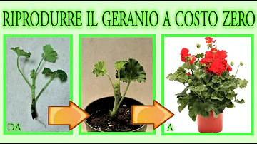 Quando si fanno le talee dei gerani?