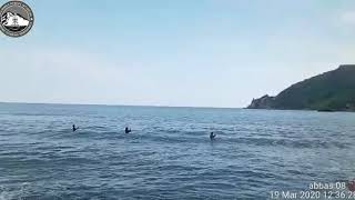 Poin ikan panjo wediombo