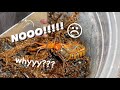 Centipede Feeding GONE WRONG ~ AAARRGGGHHH !!!!!11