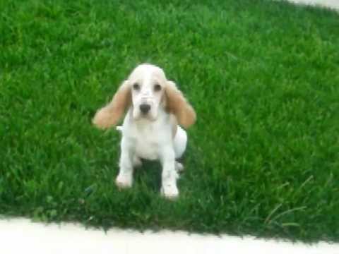 Cucciolo Di Cocker In Arrivo Perla Scimemi Youtube