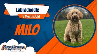 Best Labradoodle Dog Training | Milo | Dog Training in London by Off-Leash K9 Training London 14 views 7 days ago 8 minutes, 35 seconds