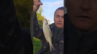 Активная рыбалка 🎣 клюнула плотва на опарыш #рыбалка #angeln #fishing #pêche #pescado #see #плотва