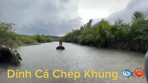 Trời Mưa.. Giăng Lưới bắt được cá Chép khủng 🐟🐟