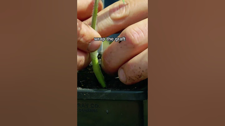Get BIGGER Heirloom Tomato Harvests With This Trick
