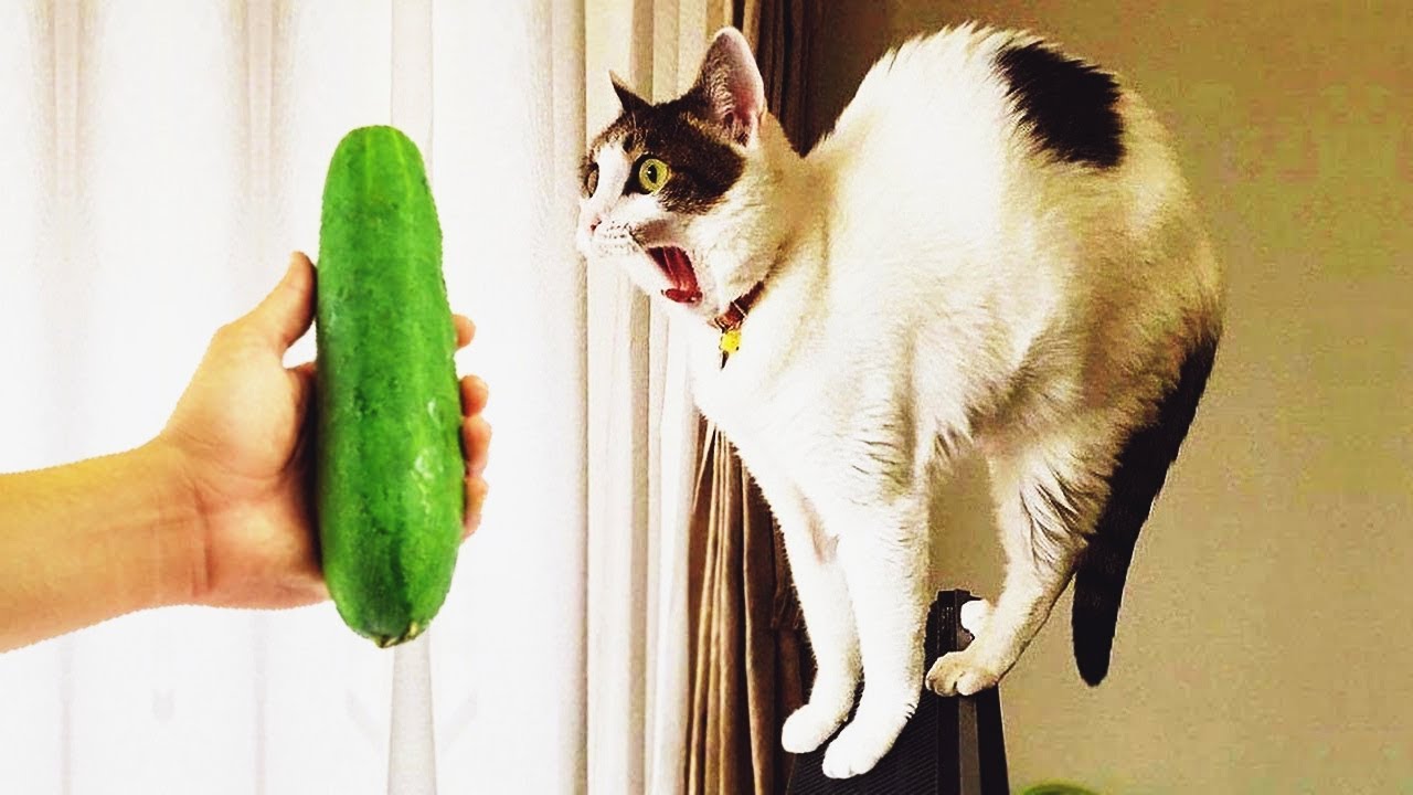 𝐘𝐨𝐮 𝐋𝐚𝐮𝐠𝐡 𝐘𝐨𝐮 𝐋𝐨𝐬𝐞 🤪😻😂𝐅𝐮𝐧𝐧𝐢𝐞𝐬𝐭 𝐃𝐨𝐠𝐬 𝐚𝐧𝐝 𝐂𝐚𝐭𝐬 𝟐𝟎𝟐6🙀