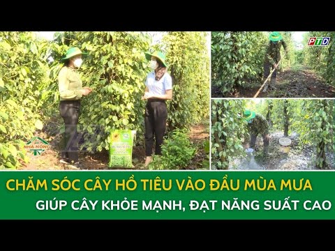 Video: Làm thế nào để cây tiêu giống khỏe mạnh?