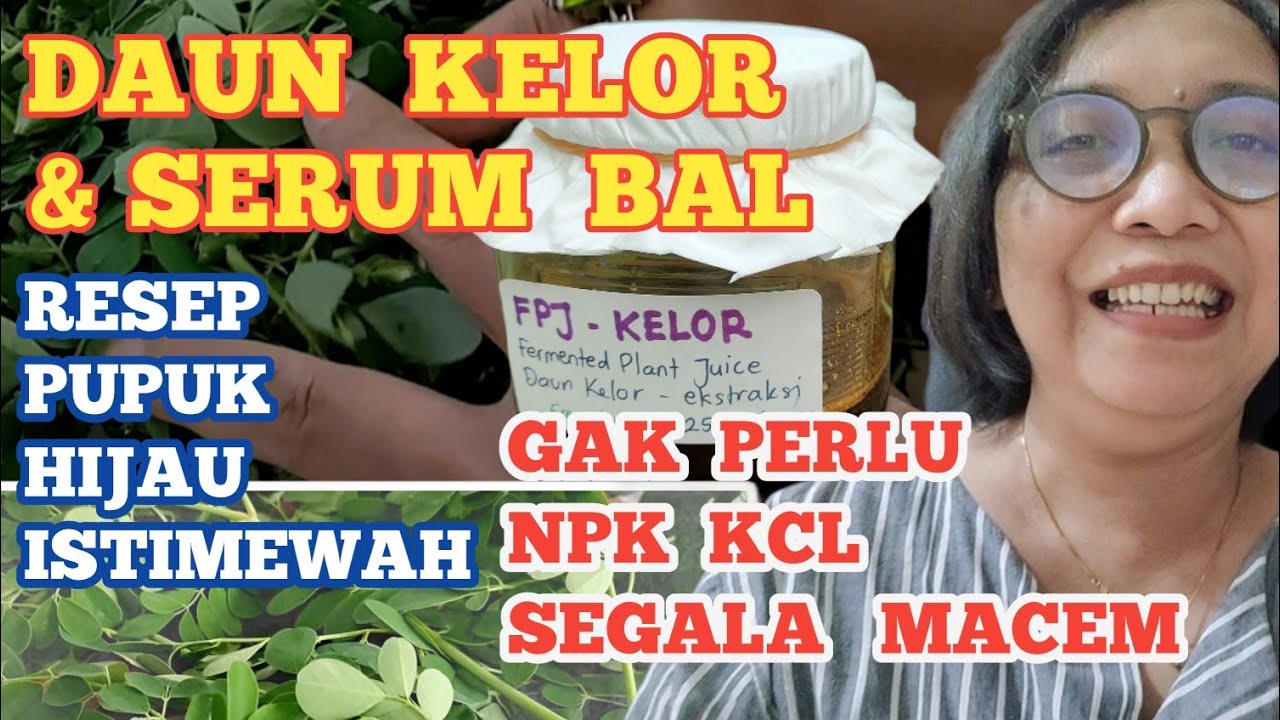 Hasilnya Mencengangkan. Bikin POC Pupuk Daun Super dari Daun Kelor dan Serum BAL.