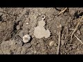 Поиск с Minelab X-TERRA 705. Сильный ветер