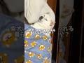 柴犬にお布団を奪われる生活…あなたはどう思いますか? #shorts #柴犬 #犬 #dog