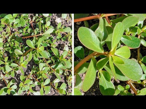 wenn-du-dies-in-deinem-hof-wachsen-siehst,-reiße-es-nicht-heraus!