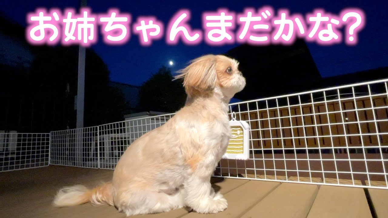 シーズー】まだかな？まだかな？大好きなお姉ちゃんの帰りを健気に