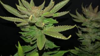 DWC HARVEST/ HARVEST PARTY