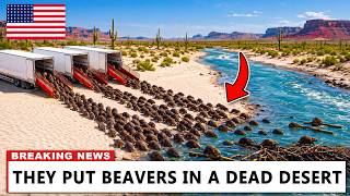 Utah Released Beavers Into a Dying Desert River — What They Built Changed Everything