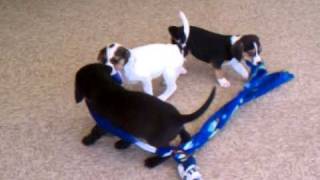 Three beagle / boxer mix puppies from Secondhand Hounds (2)